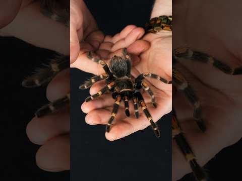 You NEED Mexican Flame Knee Tarantula! #tarantula #spider #christmas #animals