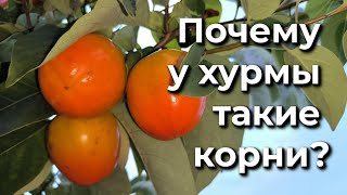 видео: Чем отличается хурма Жемчужина от других сортов? картинка: Чем отличается хурма Жемчужина от других сортов?