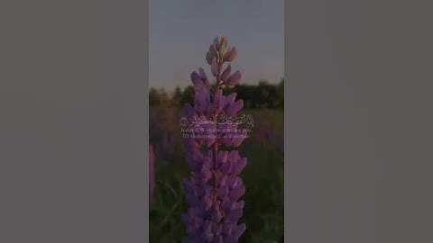 سورة الكوثر // القارئ: اسلام صبحي