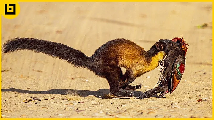 15 Severe Moments Of Martens And Minks Mercilessly Hunting In Wild - DayDayNews