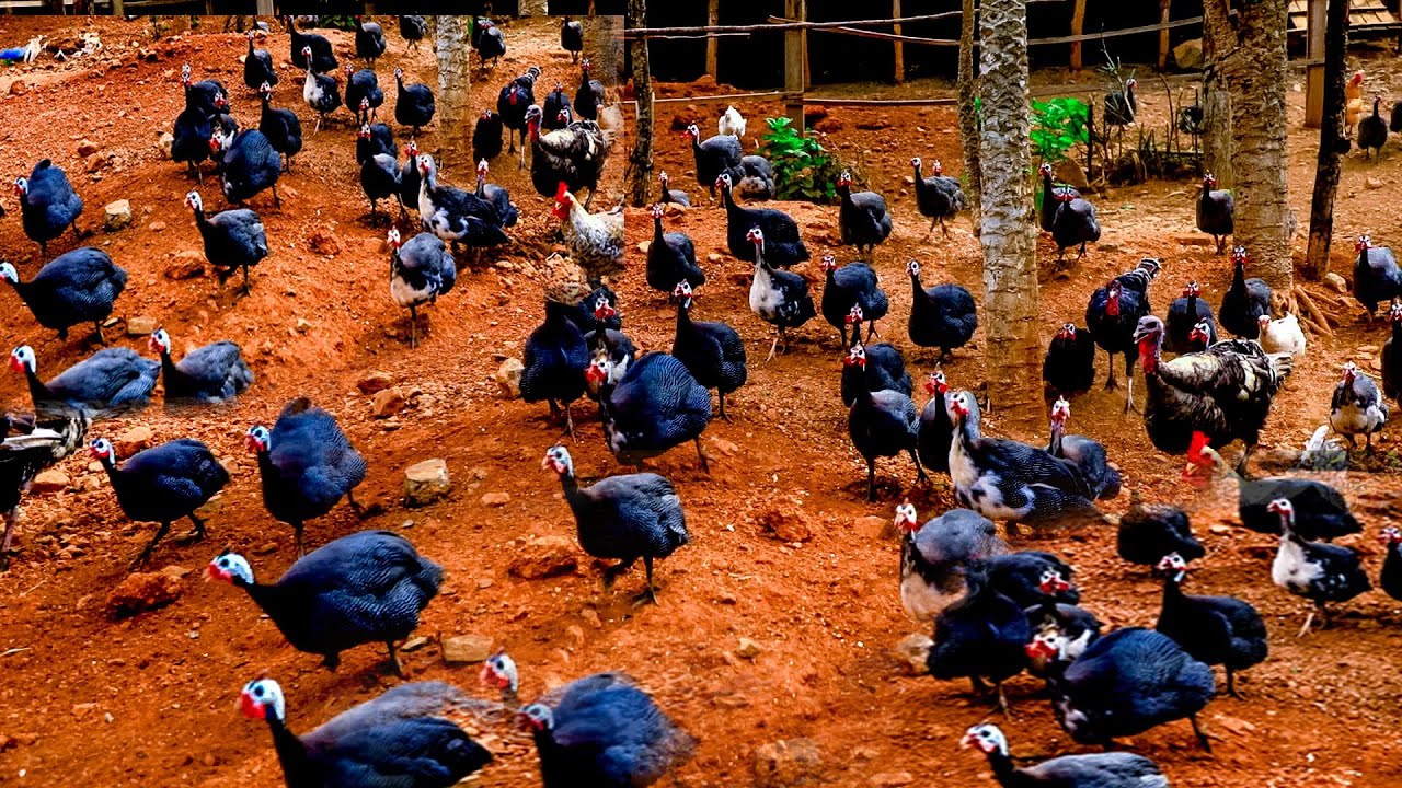 MURWANDA UMUGABO WOROYE IBISIGA TUMUGEZEHO NUMUKIRE KIMWE AKIGURISHA 40K