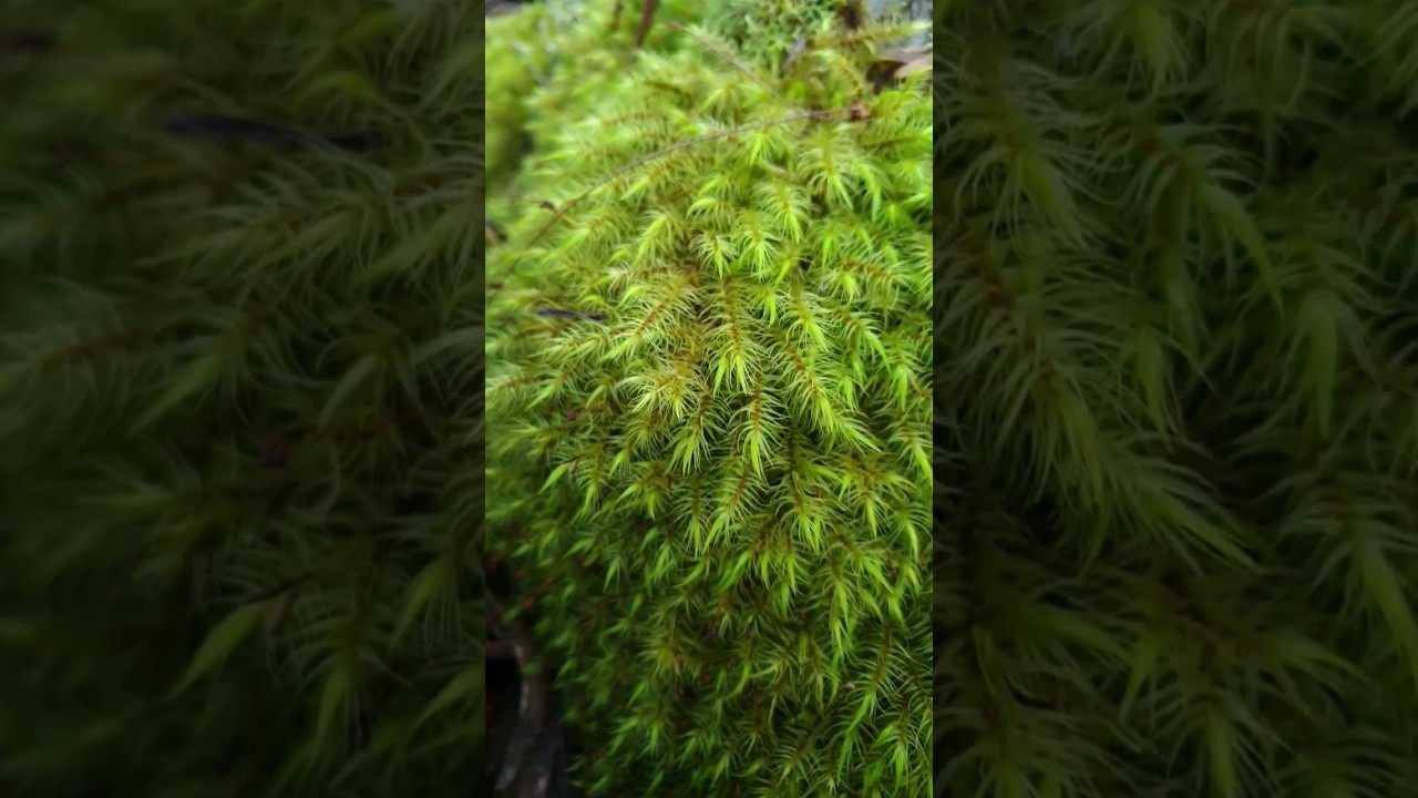 Joint Toothed Moss Goomoolahra Springbrook 5 10 23 Joint Toothed Moss Goomoolahra Springbrook 5 10 23