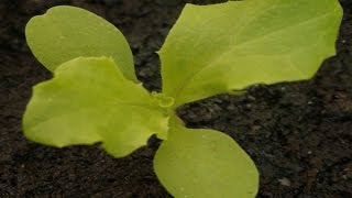 Quelle est la différence entre les cotylédons et les vraies feuilles