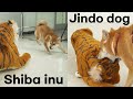 진돗개와 시바견의 숨길 수 없는 차이!!ㅣShiba inu vs Jindo dog