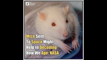 Mice Sent To Space Might Help In Decoding How We Age: NASA