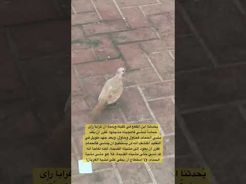 الغراب حاول أن يقل د مشية الحمامة فنسى مشيته