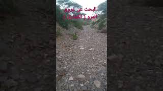 البحث عن عروق المرو ( الكوارتز )