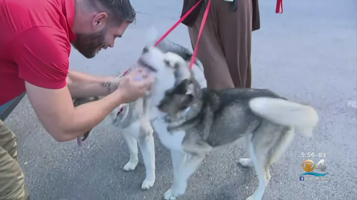 Miami Man Becomes Emotional After Finding His Lost Dogs