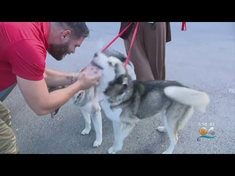 Miami Man Becomes Emotional After Finding His Lost Dogs