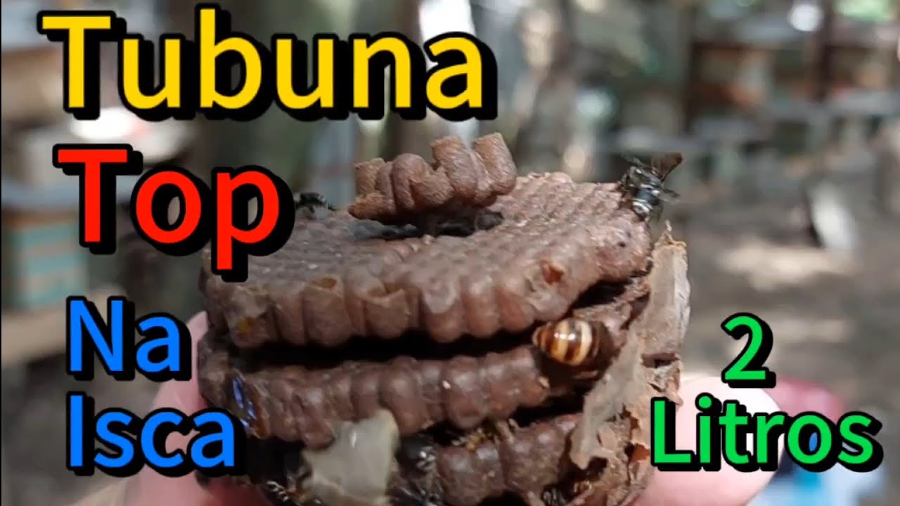 Transferência de abelha Tubuna na isca de 2 litros para caixa INPA....