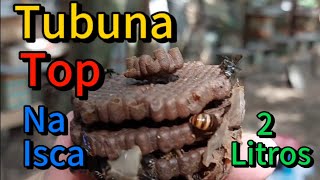 Transferência De Abelha Tubuna Na Isca De 2 Litros Para Caixa Inpa....
