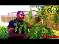 MTI WA MLONGE NI DAWA TOSHA MORINGA Erastobefoodproducts MTI WA MLONGE NI DAWA TOSHA MORINGA Erastobefoodproducts