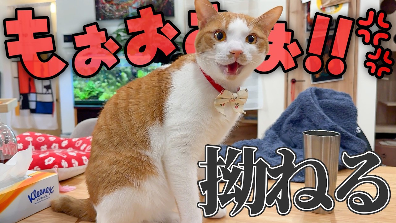 甘えん坊の猫が、拗ねて口も聞いてくれなくなりました。