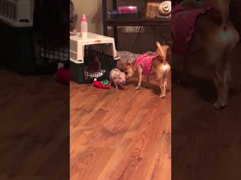 Tesh dog pink sweater tiny pig playing