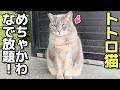 おとなしくてかわいいぽっちゃりトトロ猫ちゃんをなでる😸（野良猫•地域猫）🐈