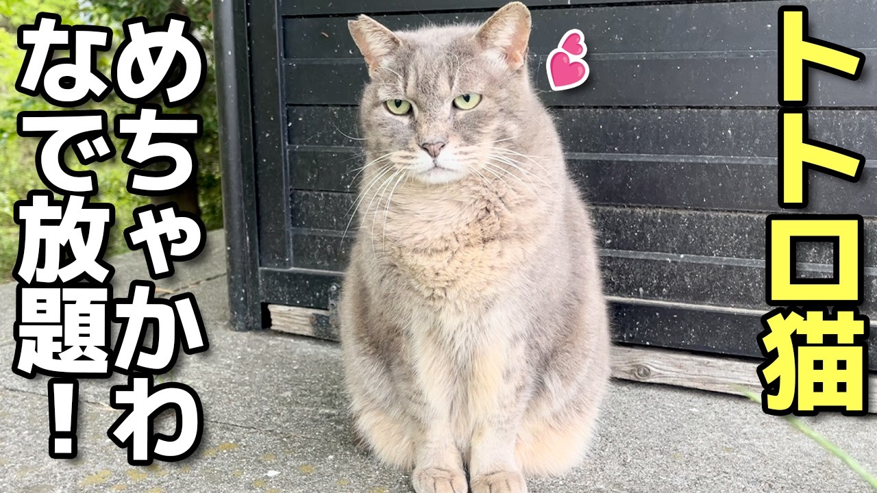 おとなしくてかわいいぽっちゃりトトロ猫ちゃんをなでる😸（野良猫•地域猫）🐈