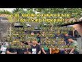 Full album scalava coustic top 12 song terpopuler