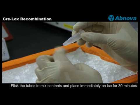 Cre-Lox Recombination - YouTube