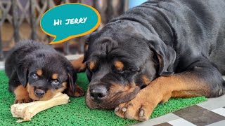 dog meets puppy first time | Rottweiler puppy | funny dog videos |