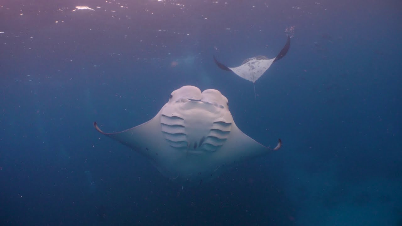 Palau Highlights Jan-Feb 2020 4K UHD - MV Solitude One