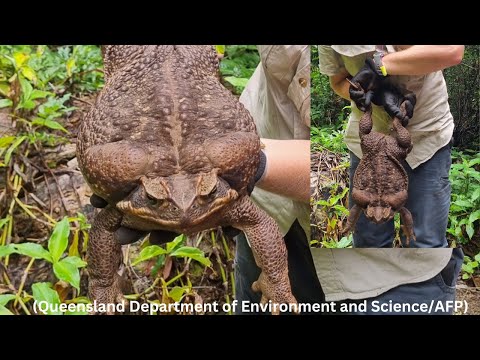 Video: Rookärnkonn: elupaik, kirjeldus, foto