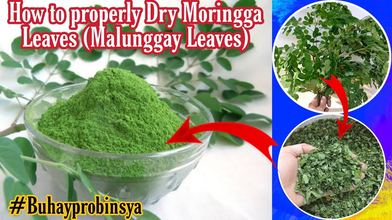 How to properly dry Malunggay Leaves at Home (Moringa leaves) 