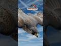 Peregrine Falcon