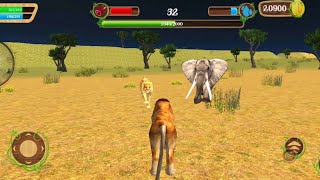 Wild Lion Jungle Attack Simulator - Lion Family Survival Android GamePlay HD screenshot 4