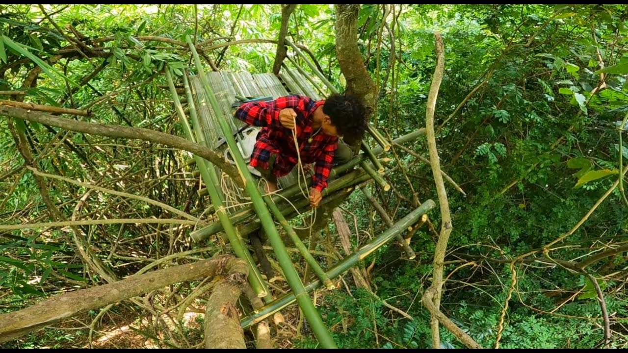 ต้นไม้โยกตามกระแสลมที่พัดมา ช่วยอายุงทำห้องใหม่ให้ บนต้นไม้สูงที่มีต้นเถาวัลย์￼ล้อมรอบ