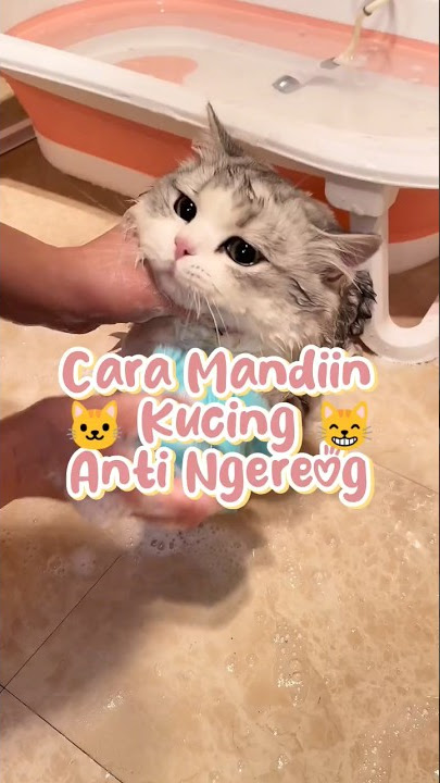 How to bathe a cat without getting angry 😺😂 #catlovers