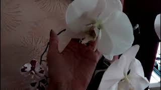 Орхидеи моей подруги