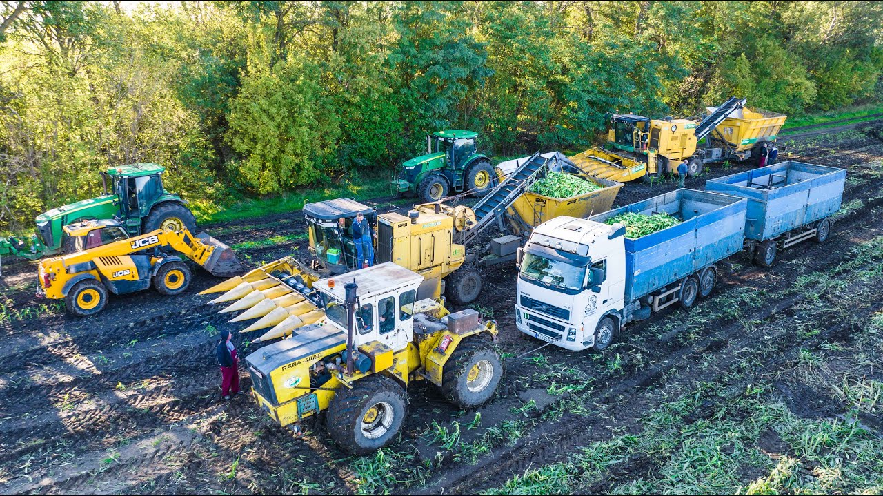 Csemegekukorica betakarítás 2022 | 3x OXBO + 1x Byron | Tomival éjszakai műszakban - fejkamerával