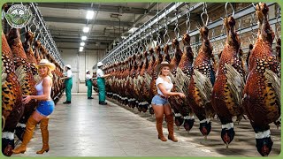 How Millions of Pheasants Are Hunted & Processed - Incredible Pheasant Farming For Meat