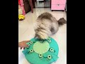 Cat solves puzzle toy to find hidden treat in Hebei, China