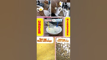 Raw egg vs boiled egg  Under microscope #shorts #viral #egg