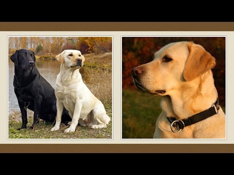 Videó: Labrador Retriever Kutyafajta Hipoallergén, Egészségi és élettartamú