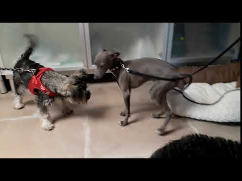 Video: Hoe Honden Te Voeren Die Risico Lopen Op GDV