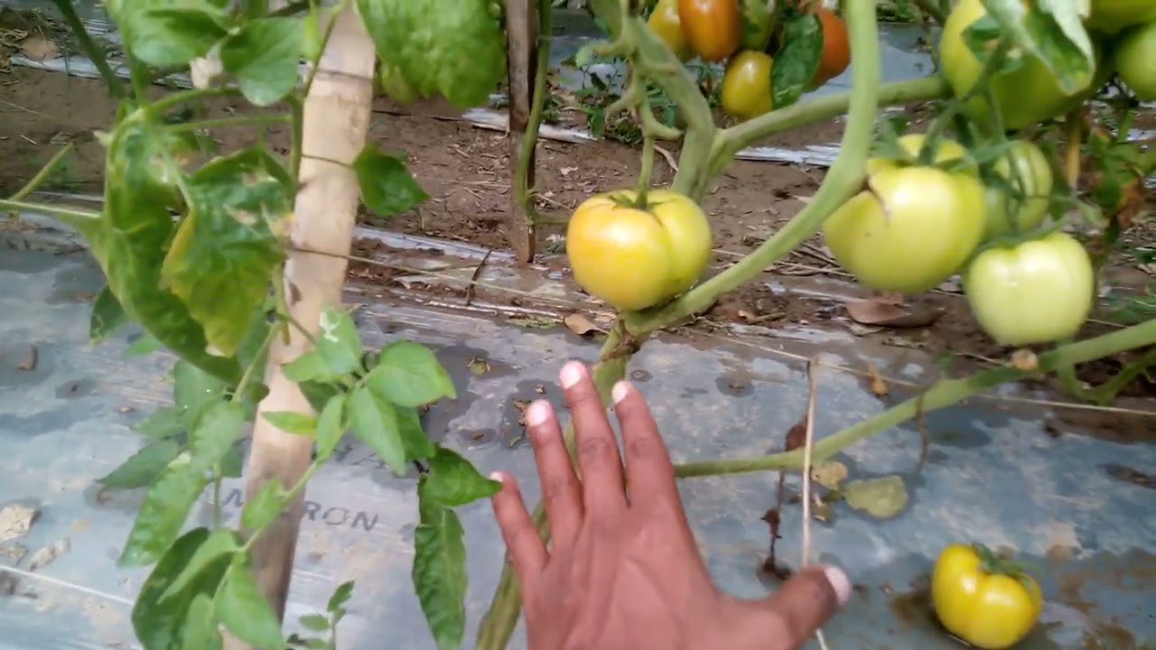 মালচিং পেপার ব্যবহার করে টমেটো চাষে কৃষকের বাজিমাত 