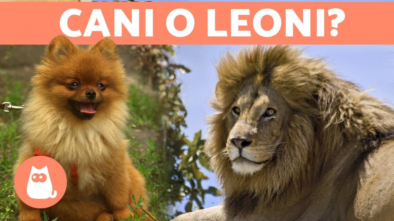 10 CANI che sembrano LEONI 🦁 Incredibili! - YouTube
