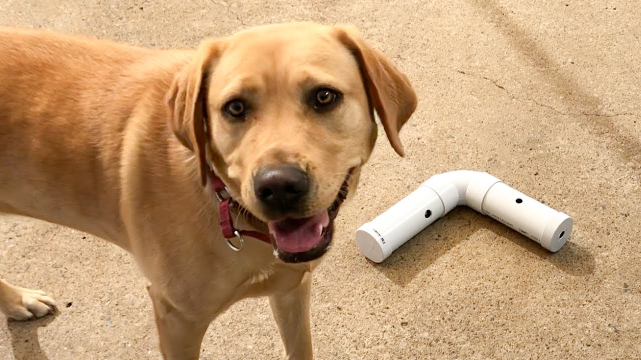 DIY Dog Puzzle Toys: Homemade Dog Enrichment Ideas - Craft with Sarah