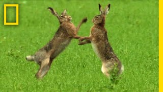 ノウサギの秒速パンチ | ナショジオ