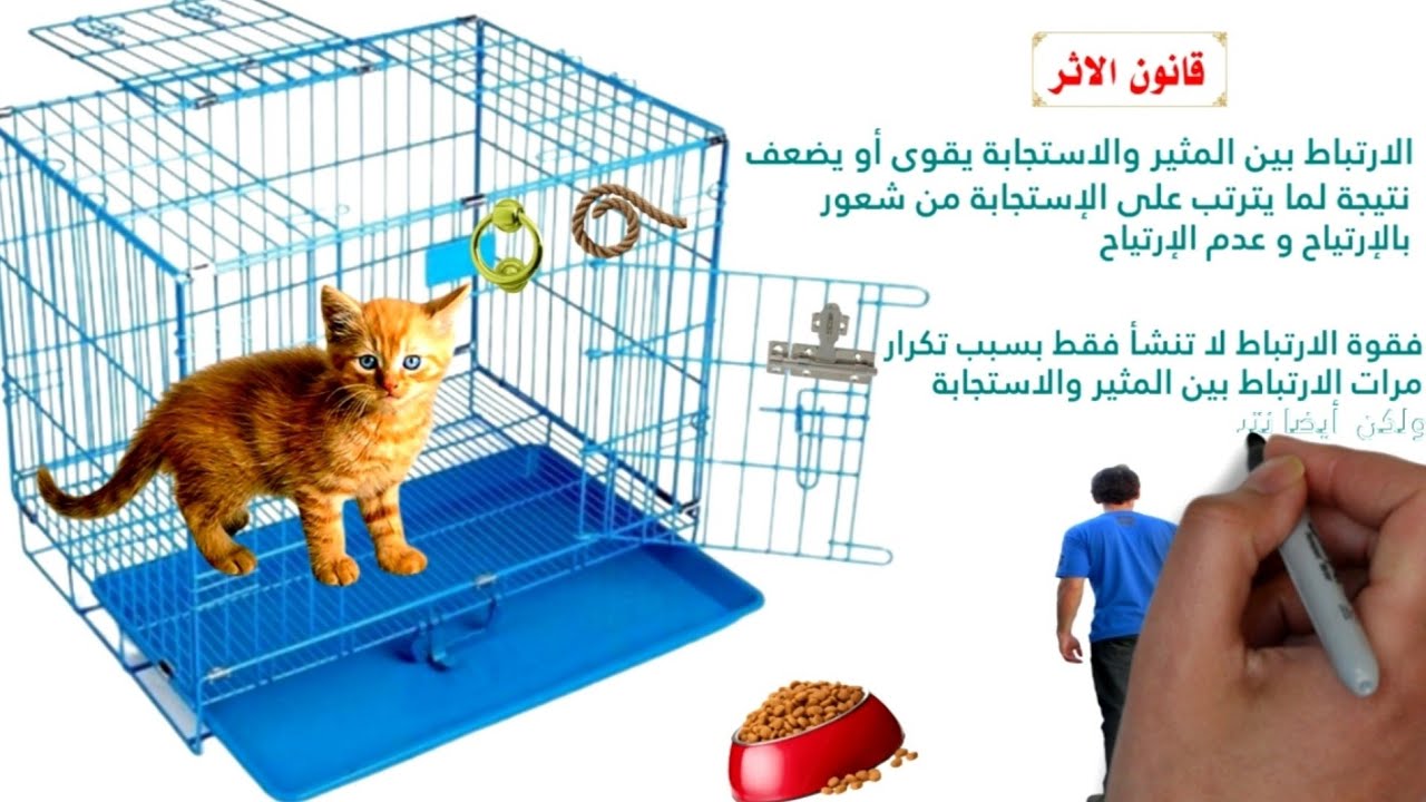 الحصة ٨ | التعلم بالمحاولة والخطأ عند ثورنديك | علم نفس ثالثة ثانوى | نظام جديد دفعة 2023 🐈