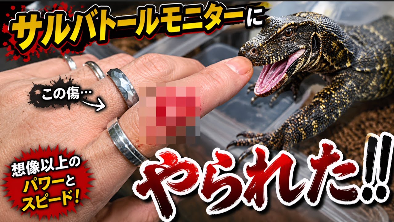 閲覧注意]サルバトールモニターに··· - YouTube