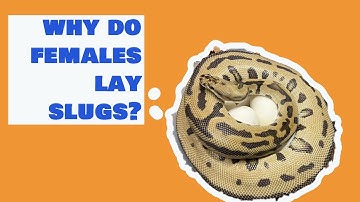 Cypress Batman clutch + Why do females lay slugs?!