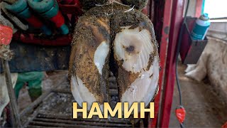 Намин подошвы у Коровы № 7175 | Терапевтическая обработка копыт КРС