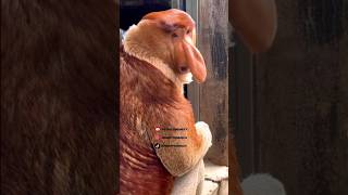 Download Lagu Proboscis Monkey Amazing  video.#Chimelong #MonkeyNakula #funny #ytshorts #shorts #animals #nakula MP3