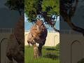T-Rex Realistic Roar 🦖 Viral Dinosaur Short⚡USA 🇺🇸 #jurassicworld #prehistorickingdom #paleoart