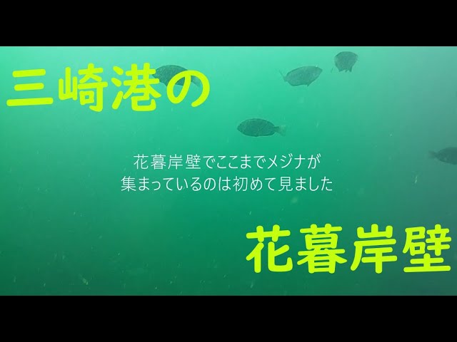 三崎港の人気釣りスポット 花暮岸壁の海中を覗いてみる Youtube