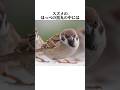 【スズメ】の面白い雑学 #shorts #鳥ビア #雑学