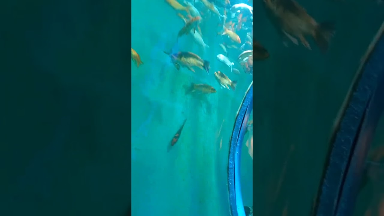 Fish tunnel exhibition in vijayawada 